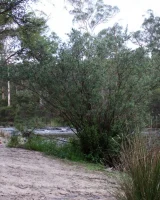 Girls Out West - 07-1945